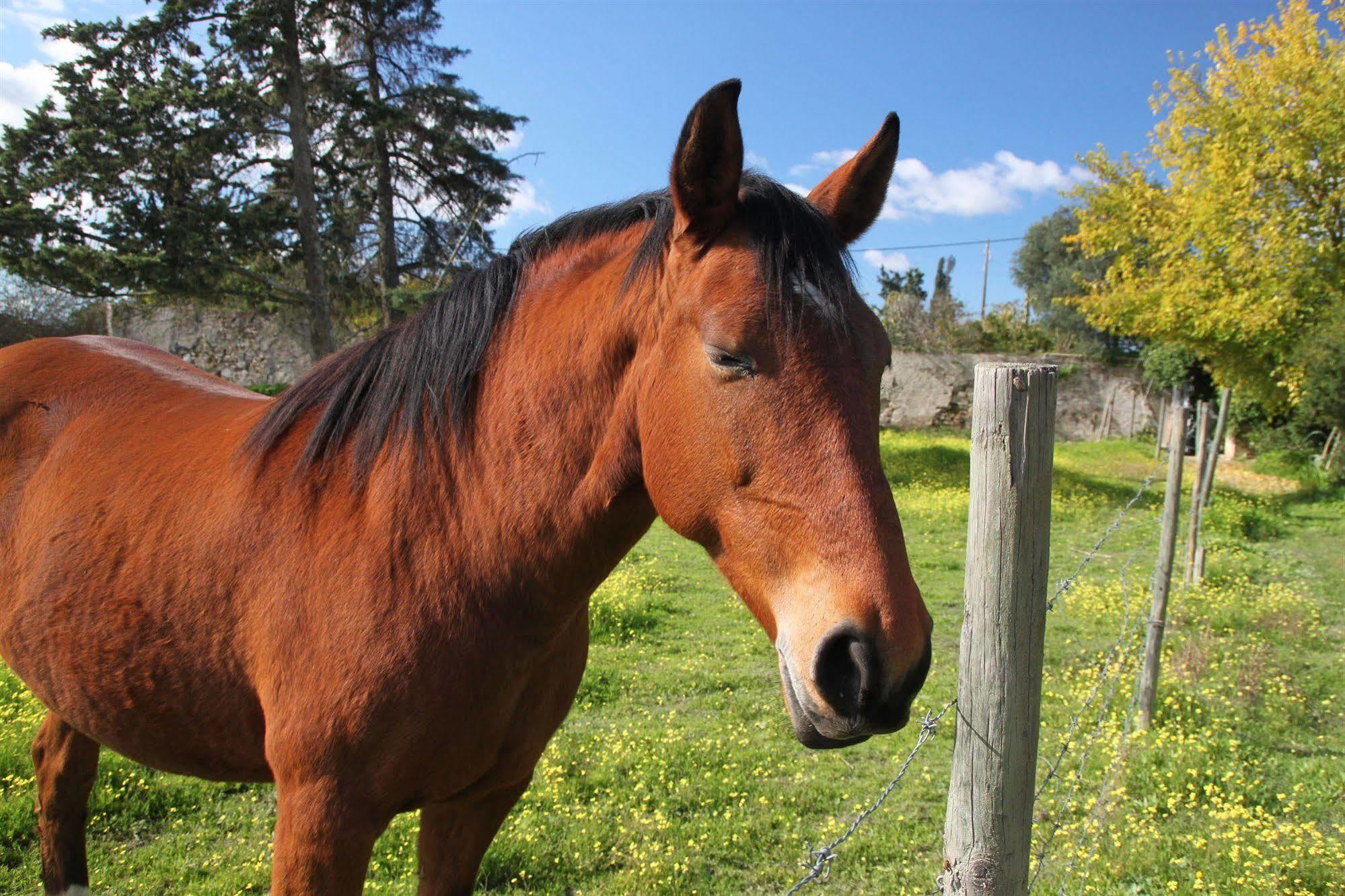 Monte Da Serralheira Agro Turismo エヴォラ エクステリア 写真